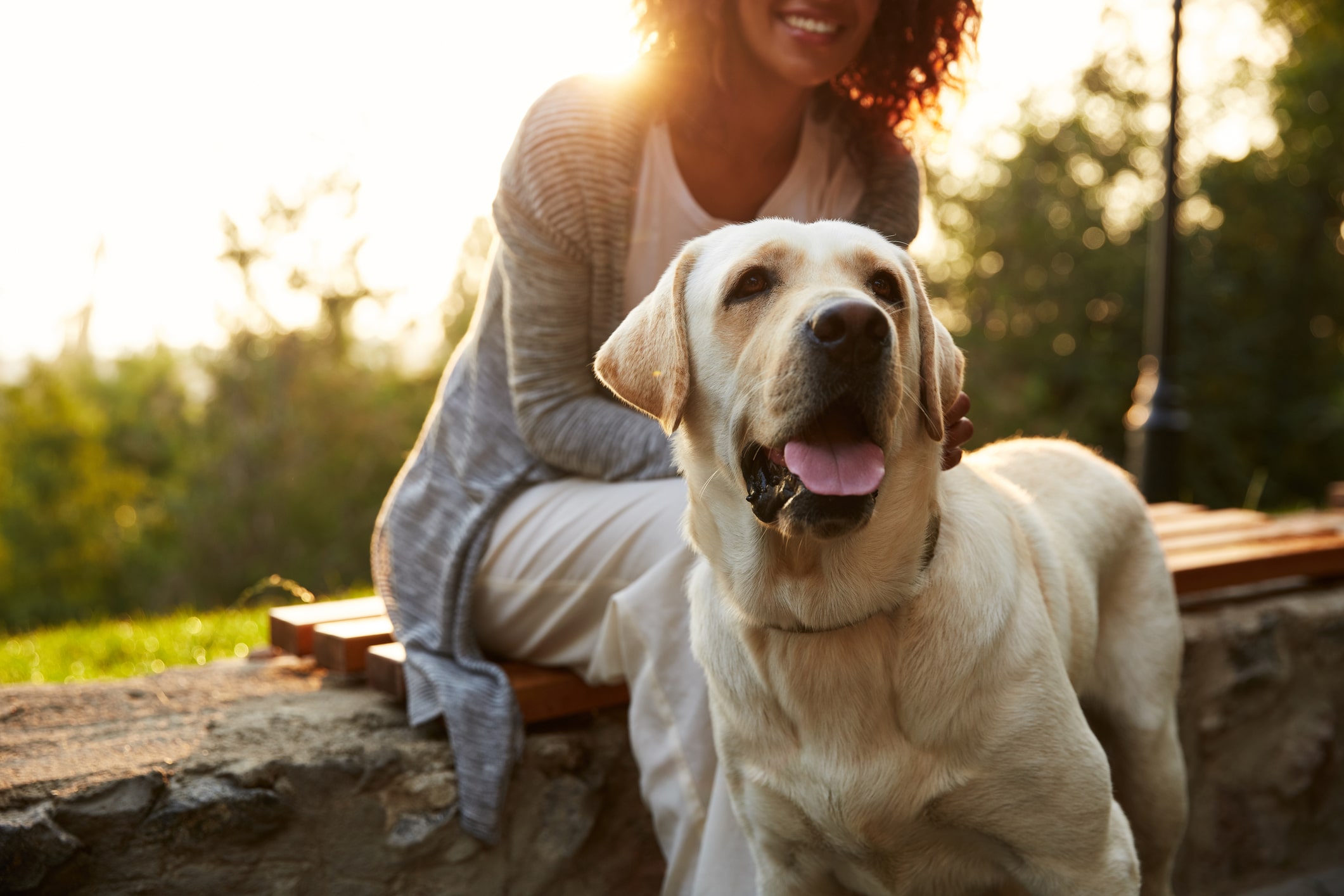 How Is Pet Custody Determined in California Divorces?