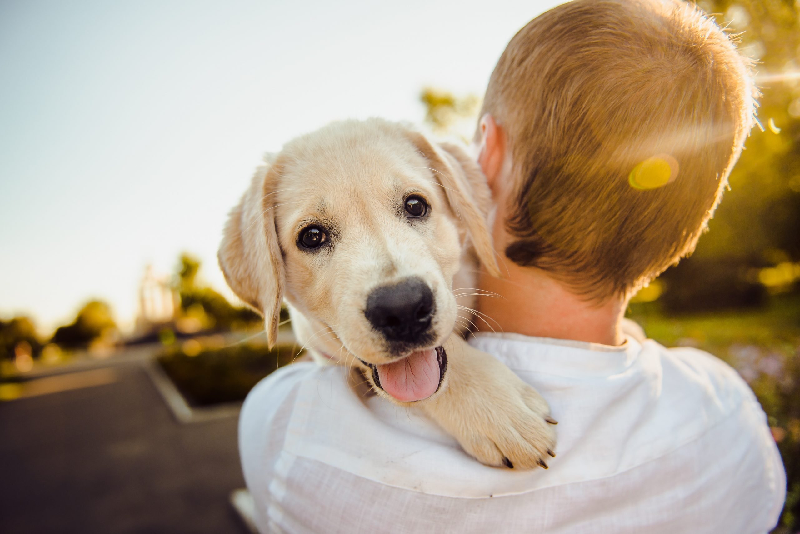 How Is Pet Custody Determined in California Divorces?